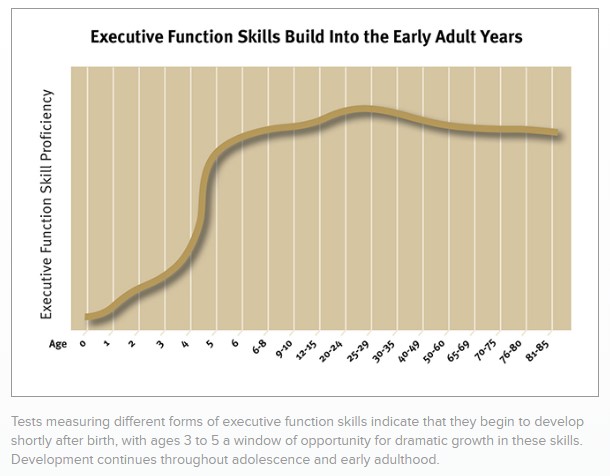 Brain development graph